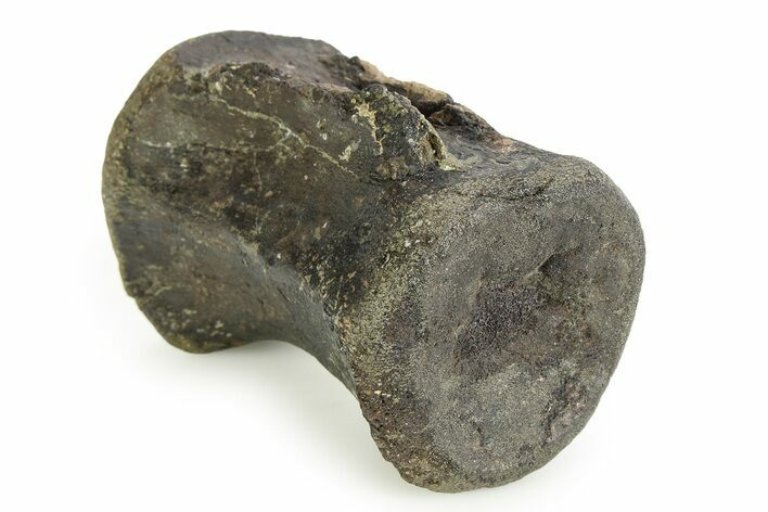 Fossil Iguanodon Caudal Vertebra - Isle of Wight, England #351241